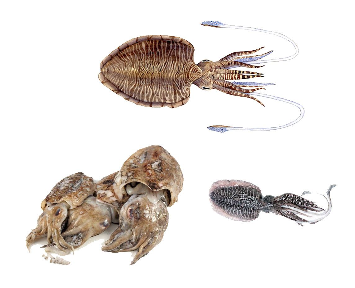 Squid, cuttlefish, and cephalopod seafood