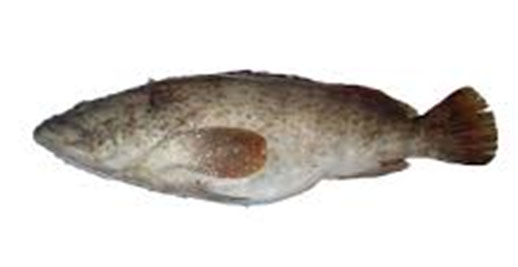 Brown-Marbled Grouper whole fish