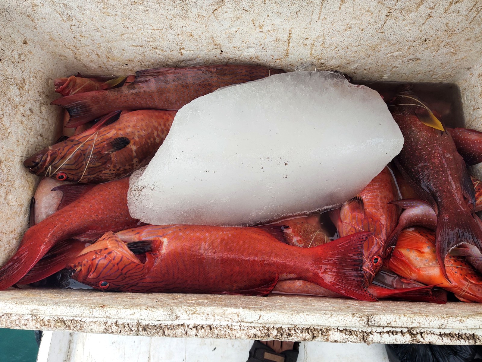 Reef fish catch packed with ice