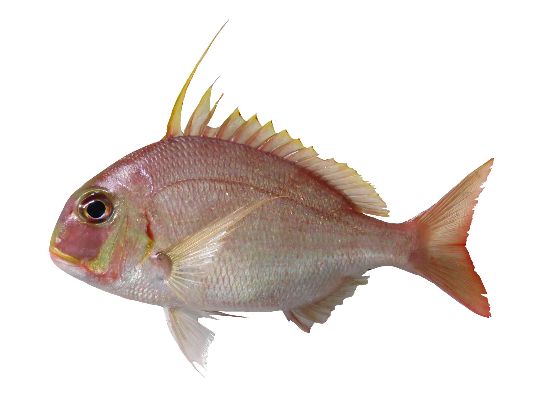Leopard Coral Grouper deep pink color