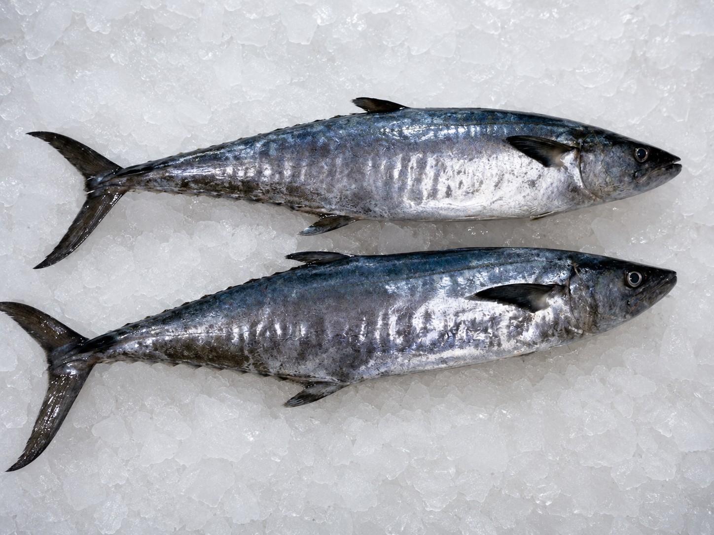 Fresh tenggiri Spanish mackerel prepared for seafood sourcing