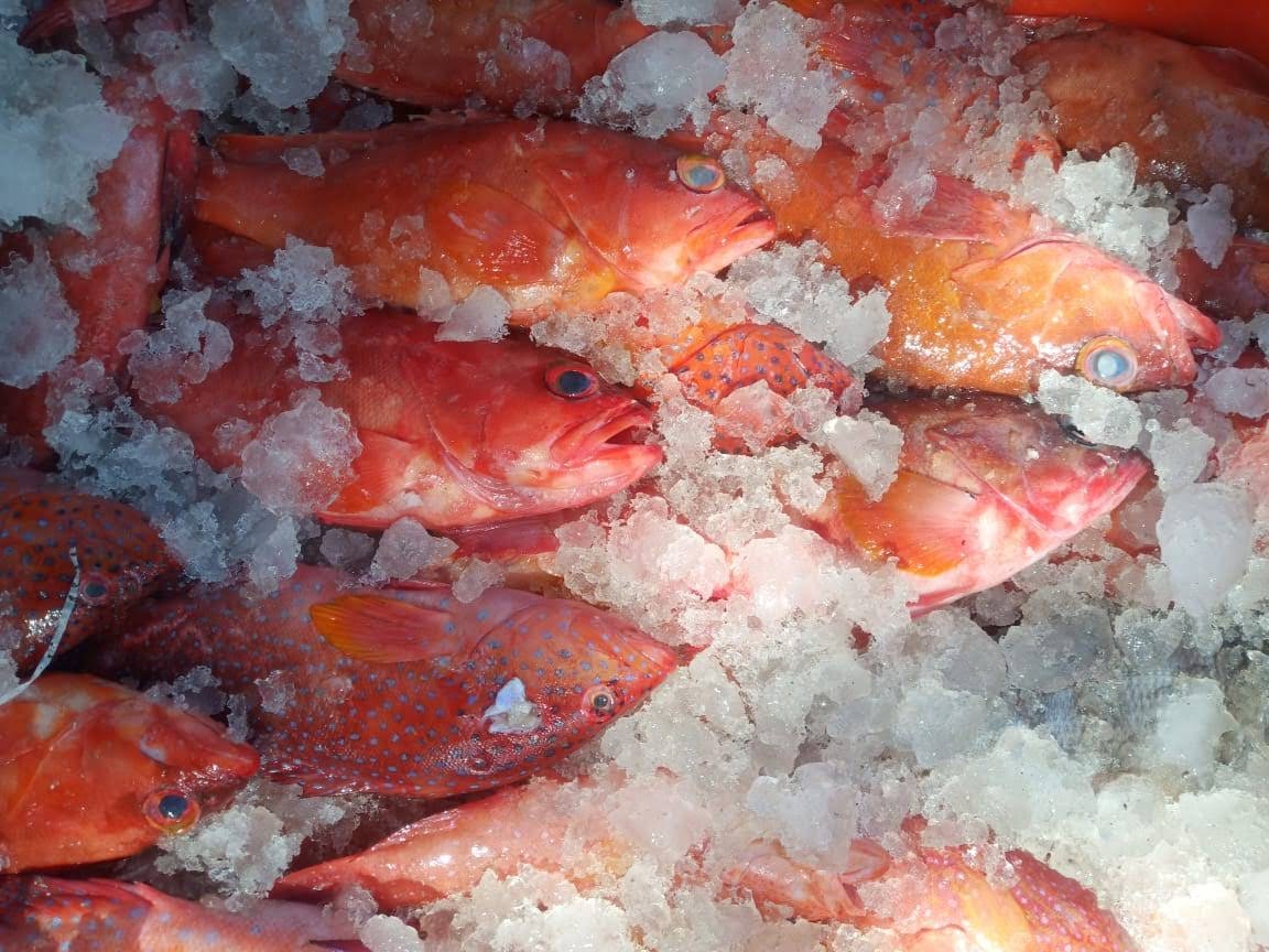 Malabar Red Snapper on ice