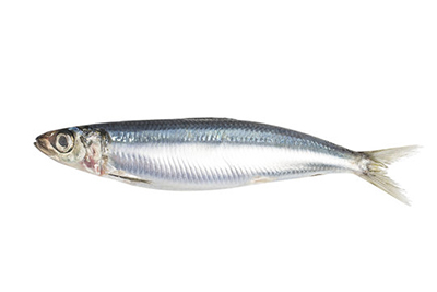 Sardines fresh on ice