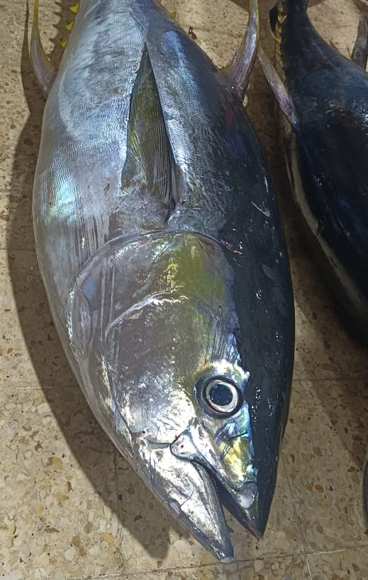 Whole Round and GG Yellowfin Tuna